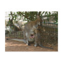 Cangaroo family postcards by Yarijik Cangaroo family postcards