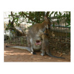 Cangaroo family postcards