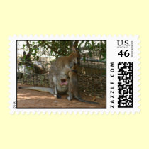 Cangoroo family stamps