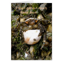 Cangrejo de ermitaño en un Seashell de la luna Felicitacion