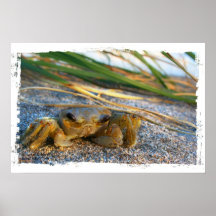 Cangrejo de Fiddler en la playa en la arena Posters