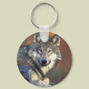 Canis_lupus_Grey Wolf