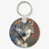 Canis_lupus_Grey Wolf keychains by WildByDezign Canis_lupus_Grey Wolf keychains