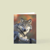 Canis_lupus Grey Wolf Wolves