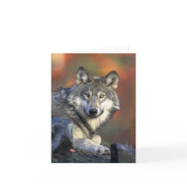 Canis_lupus Grey Wolf Wolves Card