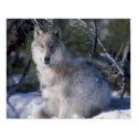 Canis_lupus_wolf wolves in wild posters by WildByDezign Canis_lupus_wolf wolves in wild posters