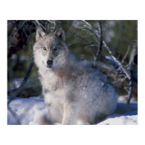 Canis_lupus_wolf wolves in wild posters