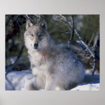 Canis_lupus_wolf wolves in wild posters