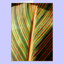 Canna Celebration cards