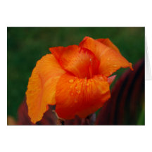 Canna Greeting Card