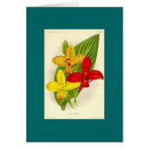 Canna Hybrids cards