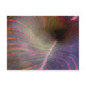 Canna Lily leaf ~ postcard by Andy2302 Canna Lily leaf ~ postcard