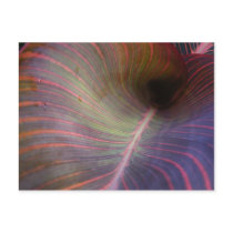 Canna Lily leaf ~ postcard by Andy2302 Canna Lily leaf ~ postcard