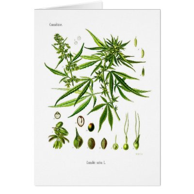 http://rlv.zcache.com/cannabis_sativa_card-p137620244731337116qiae_400.jpg