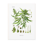 Cannabis sativa post cards
