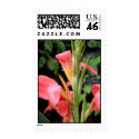 cannalily postage by pmoore cannalily postage