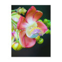 Cannonball Flower postcard