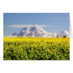 Canola & Clouds cards