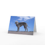 canon ixus 057 greeting cards