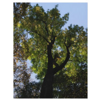 canopy letterhead by deangrevitt canopy letterhead