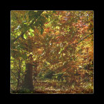 Canopy of Fall Leaves Magnet
