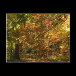 Canopy of Fall Leaves Postcard