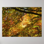 Canopy of Fall Leaves Poster Print