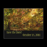 Canopy of Fall Leaves Save the Date Postcard