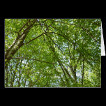 Canopy of Spring Leaves Card