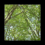 Canopy of Spring Leaves Magnet
