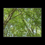 Canopy of Spring Leaves Postcard