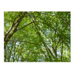 Canopy of Spring Leaves Postcard