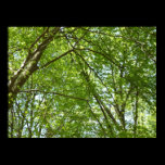 Canopy of Spring Leaves Poster Print