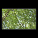 Canopy of Spring Leaves Sticker