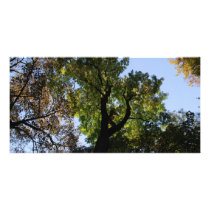 canopy photo cards by deangrevitt canopy photo cards