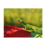 Canopy Red, JLH Post Card