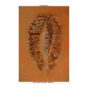 Cantaloupe posters