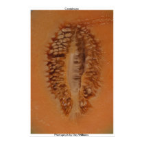 Cantaloupe posters