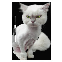 Cantankerous, cute crazy cat Dry-Erase whiteboard