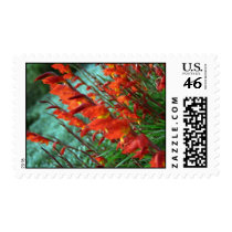 Canted Gladioli stamps