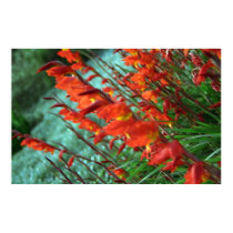 Canted Gladioli posters