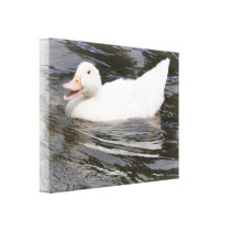 Canvas: Aylesbury Duck