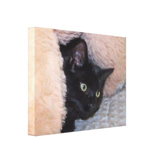 Canvas: Bailey the Lucky Black Cat wrappedcanvas