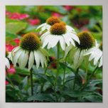 Canvas Coneflower print