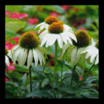Canvas Coneflower print posters