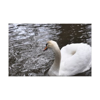 Female Mute Swan