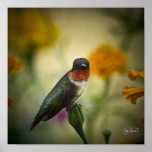 Canvas Hummingbird Print