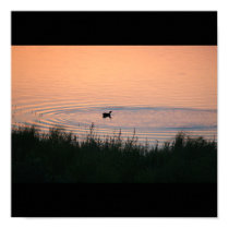 Canvas no Title, Duck a l'Orange posters