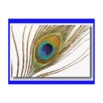 canvas peacock feather postcard