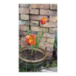 serena, potted, tulips, orange, yellow